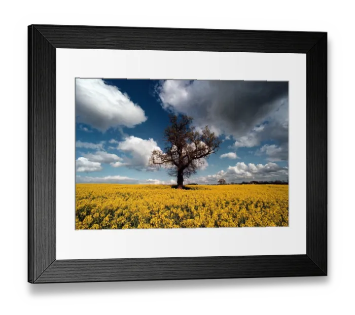 Framed Print : A glorious splash of colour in a field of rape seed on land at Coughton near Alcester Framed Print : A glorious splash of colour in a field of rape seed on land at Coughton near Alcester