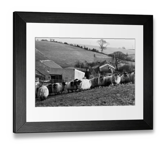 Framed Print : Russell Harty & close friend Madge Hindle, pictured at their farm house near the market Framed Print : Russell Harty & close friend Madge Hindle, pictured at their farm house near the market
