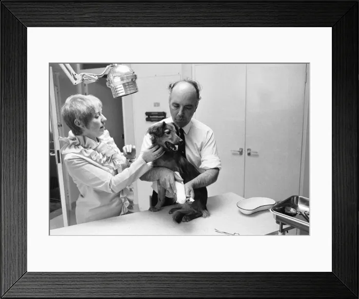 Framed Print : Mrs Cindy Bell seen here helping vet Robert White during the opening of a new wing by Framed Print : Mrs Cindy Bell seen here helping vet Robert White during the opening of a new wing by