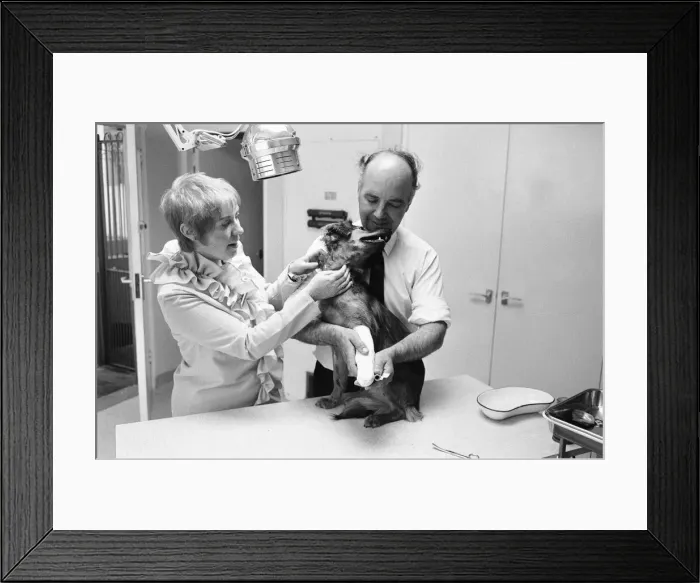 Framed Print : Mrs Cindy Bell seen here helping vet Robert White during the opening of a new wing by Framed Print : Mrs Cindy Bell seen here helping vet Robert White during the opening of a new wing by
