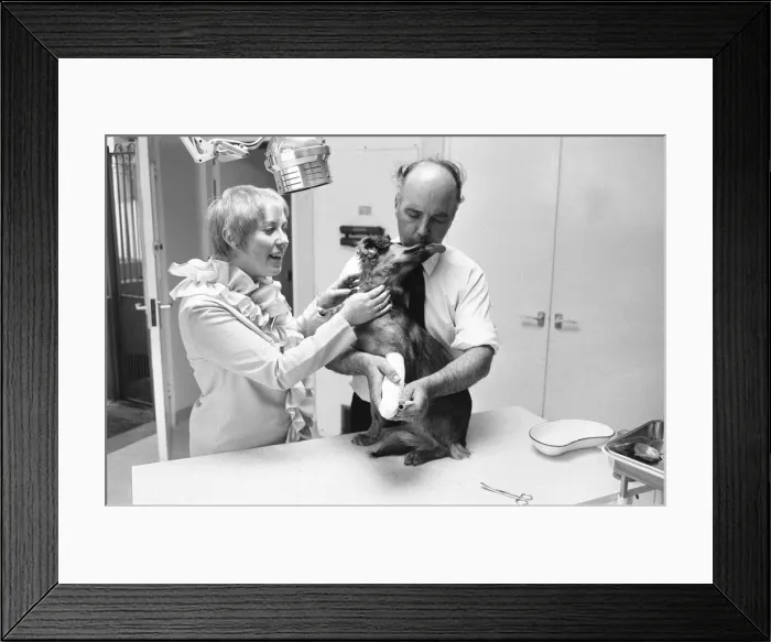 Framed Print : Mrs Sindy Bell seen here helping vet Robert White during the opening of a new wing by