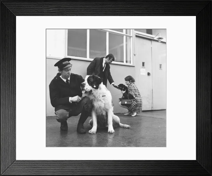 Framed Print : Any calls for me... I m lost! The giant St Bernard takes a look at the office Framed Print : Any calls for me... I m lost! The giant St Bernard takes a look at the office
