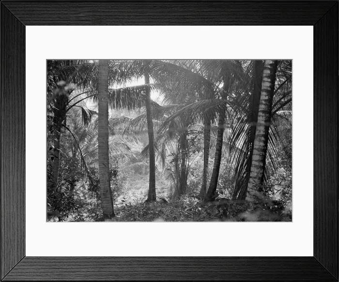 Framed Print : Palm trees, West Indies, February 1965 Framed Print : Palm trees, West Indies, February 1965