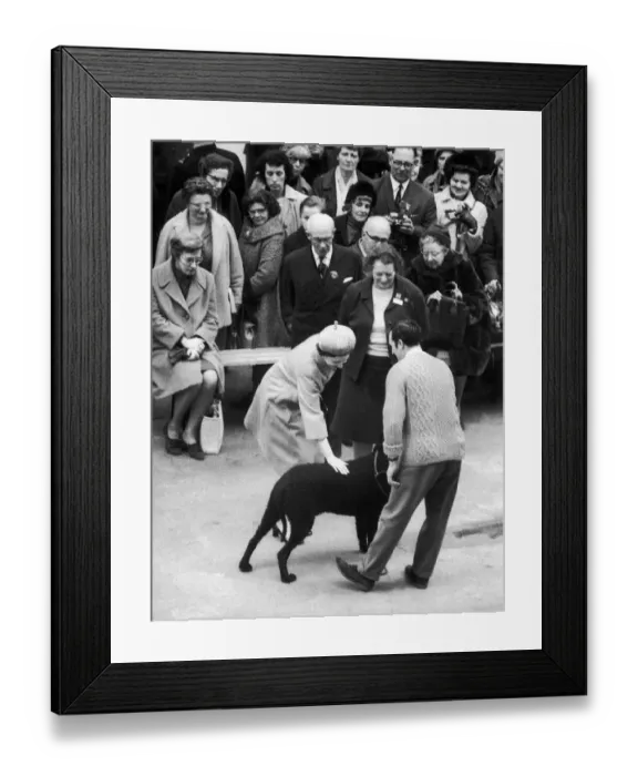 Framed Print : The Queen at Crufts Dog Show, Olympia, London. 10th February 1969 Framed Print : The Queen at Crufts Dog Show, Olympia, London. 10th February 1969