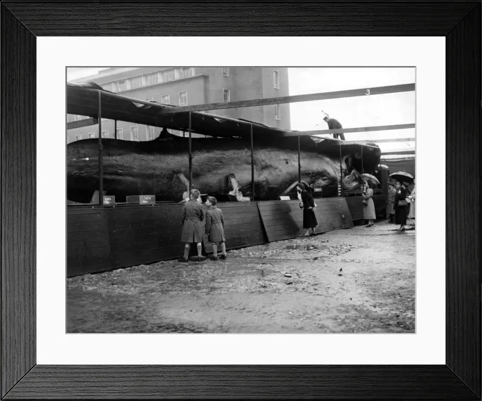 Framed Print : Whales - Despite the rain, spectators made their way to Wood Street, Cardiff today Framed Print : Whales - Despite the rain, spectators made their way to Wood Street, Cardiff today