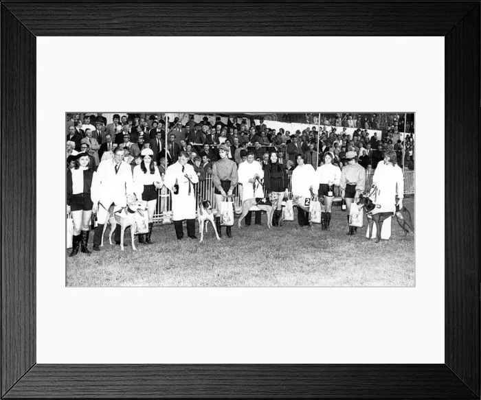 Framed Print : Sport - Racing - Greyhounds - Cardiff - Five losing finalist in the Welsh Greyhound Derby Framed Print : Sport - Racing - Greyhounds - Cardiff - Five losing finalist in the Welsh Greyhound Derby