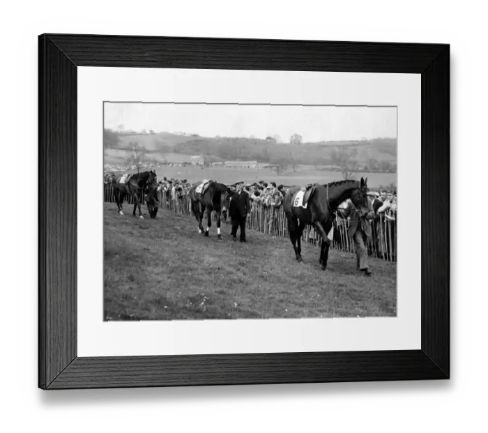 Framed Print : Horse Racing - Point-To-Point - Horses being lead out before a race - 1957 Framed Print : Horse Racing - Point-To-Point - Horses being lead out before a race - 1957