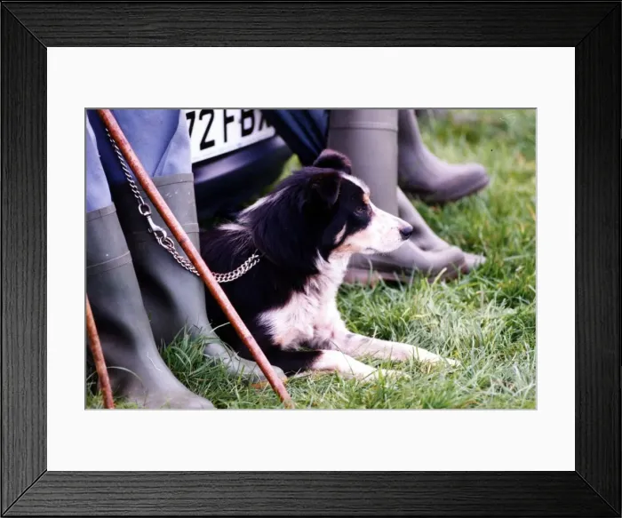 Framed Print : Sheepdogs Trails - Sheepdog waiting to take part in trials. 25th August 1993 Framed Print : Sheepdogs Trails - Sheepdog waiting to take part in trials. 25th August 1993