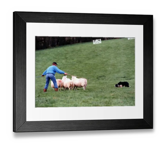Framed Print : Sheepdog trails - Competitor herding his sheep with sheepdog. 25th August 1993