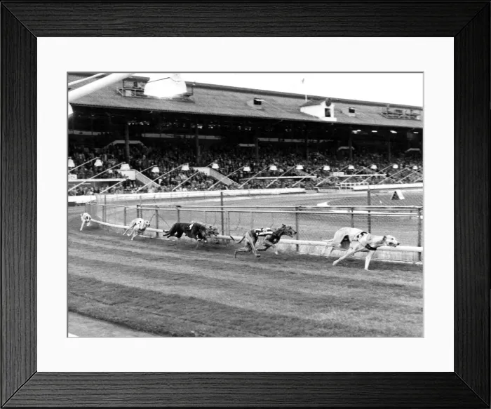 Framed Print : Greyhound racing - A general shot of a Greyhound race at the Cardiff Arms Park Framed Print : Greyhound racing - A general shot of a Greyhound race at the Cardiff Arms Park