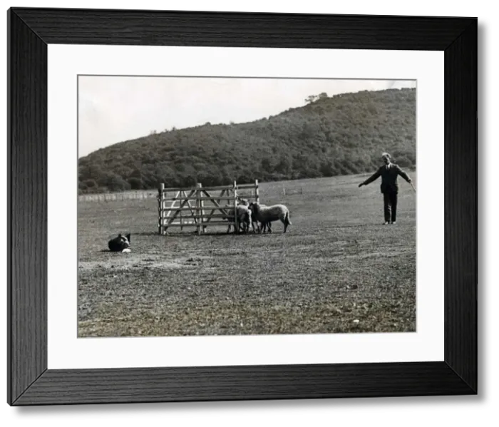 Framed Print : Sheepdog Trials - Competing in the doubles championships at the working trials of