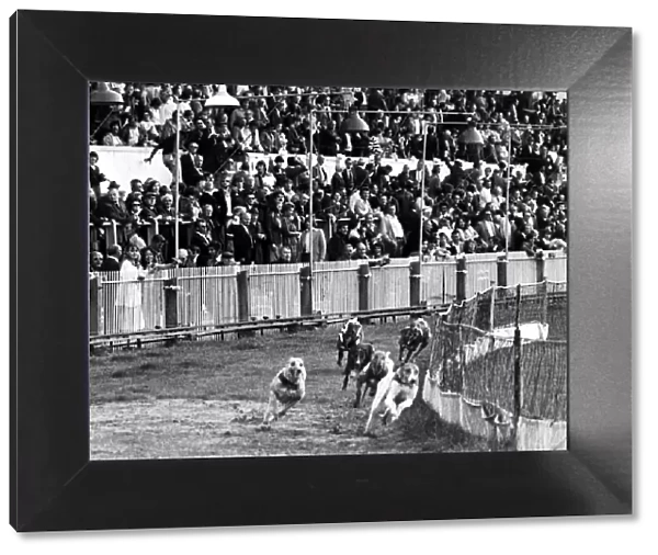 Greyhound racing: The scene at Cardiff Arms Park during the last Greyhound meeting