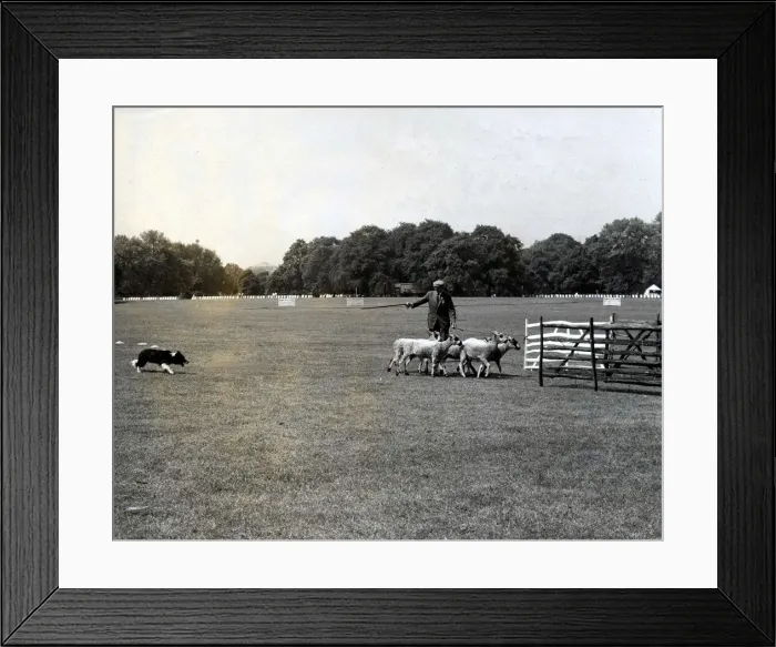 Framed Print : Sheepdog Trials - Sheep Dog Trials in Hyde Park. Twenty of the world Framed Print : Sheepdog Trials - Sheep Dog Trials in Hyde Park. Twenty of the world