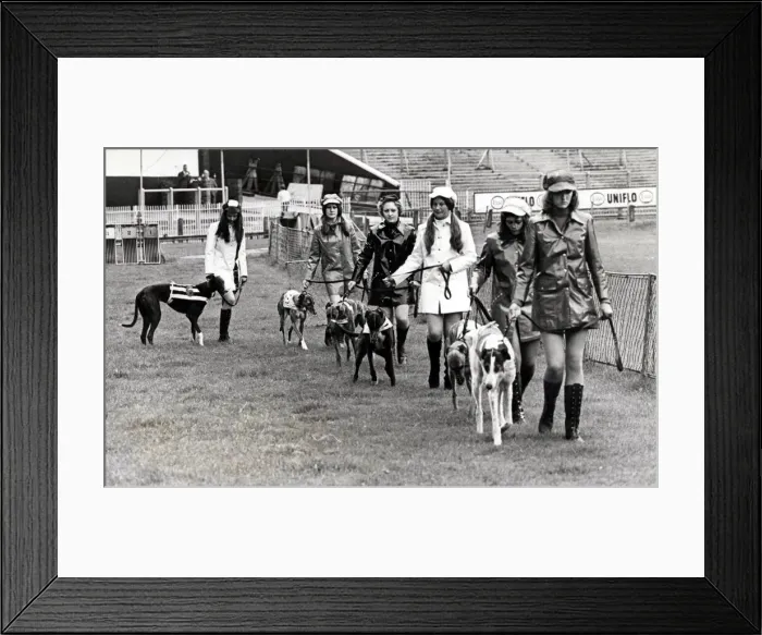 Framed Print : Greyhound racing picture shows: Grand parade, before the off by the dogs Framed Print : Greyhound racing picture shows: Grand parade, before the off by the dogs