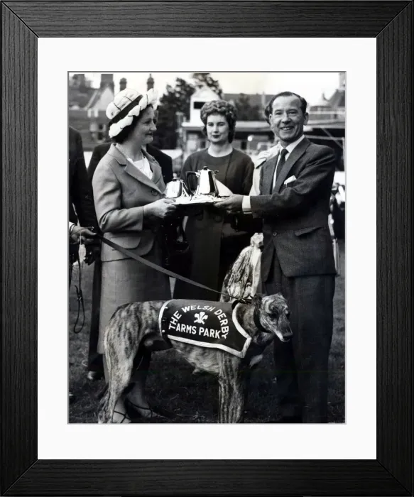 Framed Print : Greyhound racing picture shows: Summerhill Fancy winner of The Welsh Greyhound Derby Framed Print : Greyhound racing picture shows: Summerhill Fancy winner of The Welsh Greyhound Derby