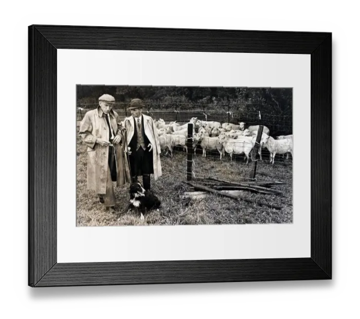 Framed Print : Sheepdog Trials - Mel Williams of Green Meadow, Llanfair