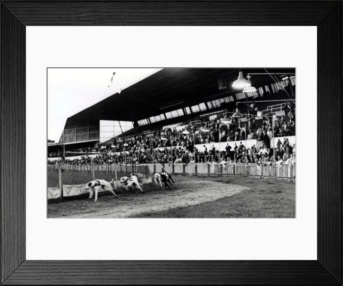 Framed Print : Greyhound racing picture shows: The scene at Cardiff Arms Park during the last race Framed Print : Greyhound racing picture shows: The scene at Cardiff Arms Park during the last race