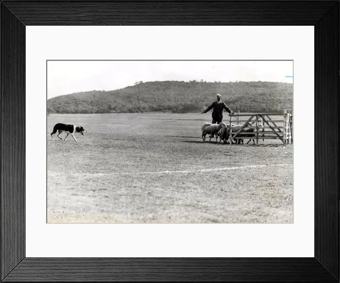 Framed Print : Sheepdog trails - The working trials of the International Sheep Dog Society commenced Framed Print : Sheepdog trails - The working trials of the International Sheep Dog Society commenced