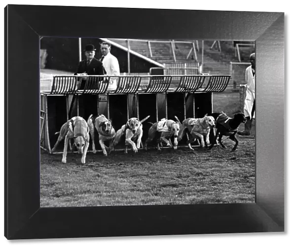 Greyhound Racing - Greyhounds leap out of the trap at a Cardiff Arms Park Greyhound