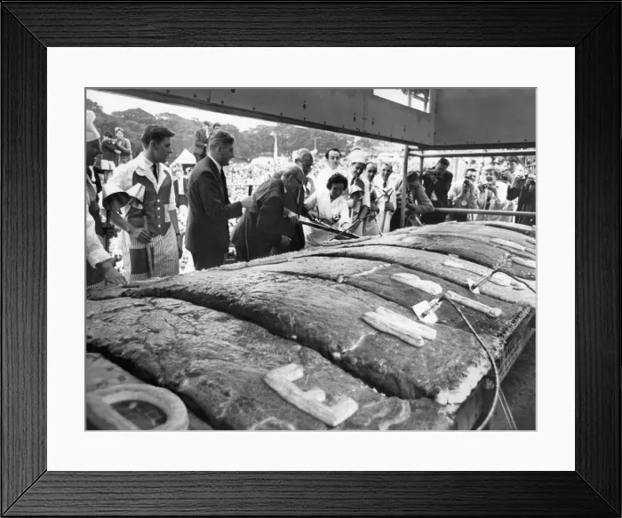 Framed Print : With Civic Dignity, Mr. Jonas Kenyon cuts the first slice of Denby Dales six-ton pie Framed Print : With Civic Dignity, Mr. Jonas Kenyon cuts the first slice of Denby Dales six-ton pie