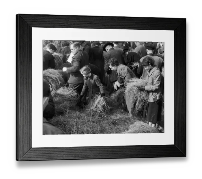 Framed Print : Search for a needle in a haystack competition outside St Paul Framed Print : Search for a needle in a haystack competition outside St Paul