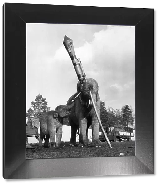 Tamu, a twelve months old female baby elephant at the circus attempts to light the rocket