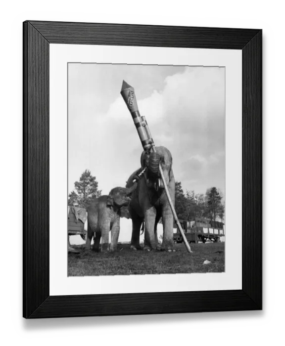 Framed Print : Tamu, a twelve months old female baby elephant at the circus attempts to light the rocket Framed Print : Tamu, a twelve months old female baby elephant at the circus attempts to light the rocket