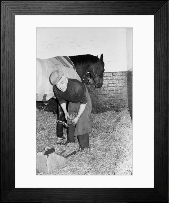 Framed Print : The famous champion racehorse Red Rum, in active retirement at Ginger McCain Framed Print : The famous champion racehorse Red Rum, in active retirement at Ginger McCain