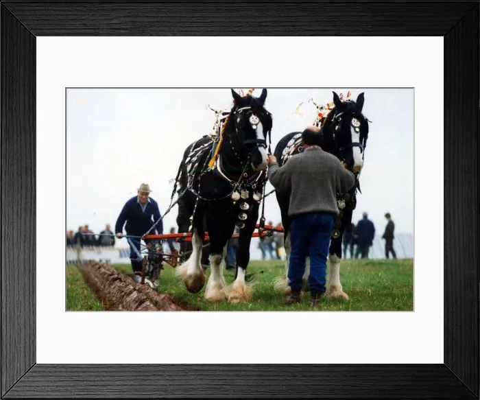 Framed Print : Ploughing - Horse power came back into its own in Wales at the weekend with a return to Framed Print : Ploughing - Horse power came back into its own in Wales at the weekend with a return to