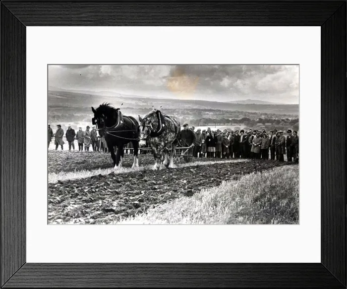 Framed Print : Ploughing - Horse ploughing was a popular feature of the all-Wales ploughing Framed Print : Ploughing - Horse ploughing was a popular feature of the all-Wales ploughing