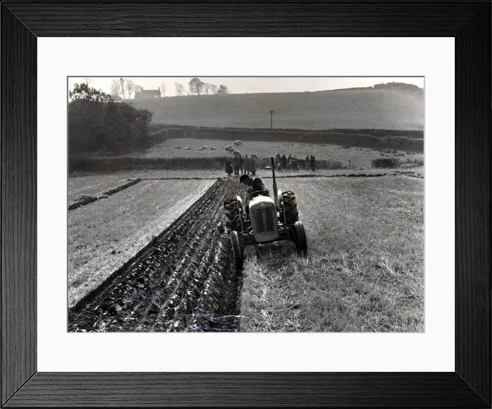 Framed Print : Ploughing - David Edwards of Stonemill Farm, Parkmilll makes a truly autumn scene as he Framed Print : Ploughing - David Edwards of Stonemill Farm, Parkmilll makes a truly autumn scene as he