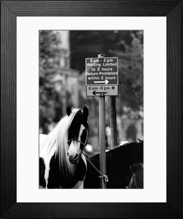 Framed Print : These horses are flouting the rules on (mane) street at the Appleby Horse Fair in Framed Print : These horses are flouting the rules on (mane) street at the Appleby Horse Fair in
