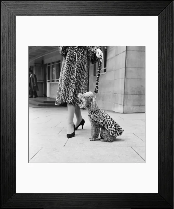 Framed Print : Fur coats for dogs. A doodle wearing a leopard print fur coat September 1957