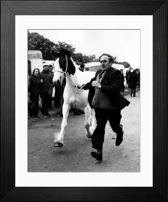 Framed Print : This trader shows off his horse to potential buyers at the Applby Horse Fair in Framed Print : This trader shows off his horse to potential buyers at the Applby Horse Fair in