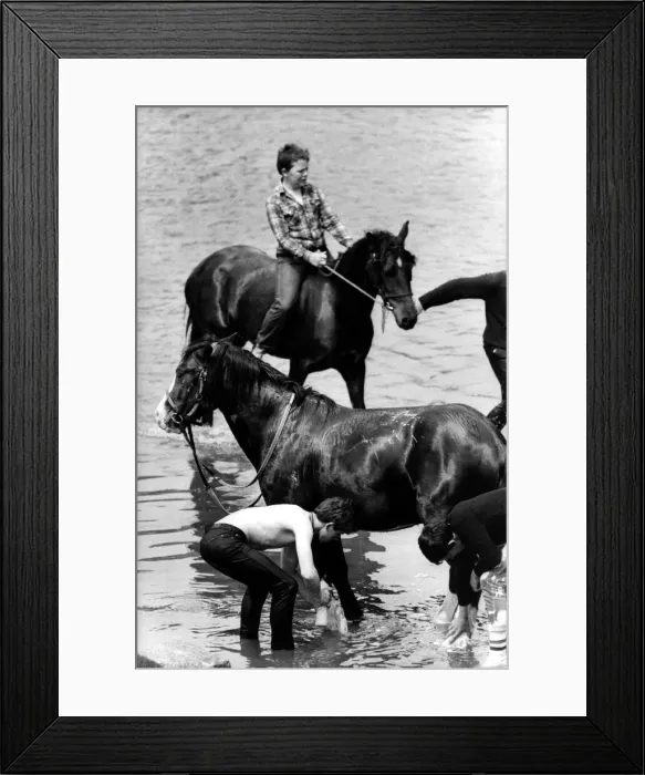 Framed Print : A last minute scrub down for the horses in the River Eden before going on show Framed Print : A last minute scrub down for the horses in the River Eden before going on show