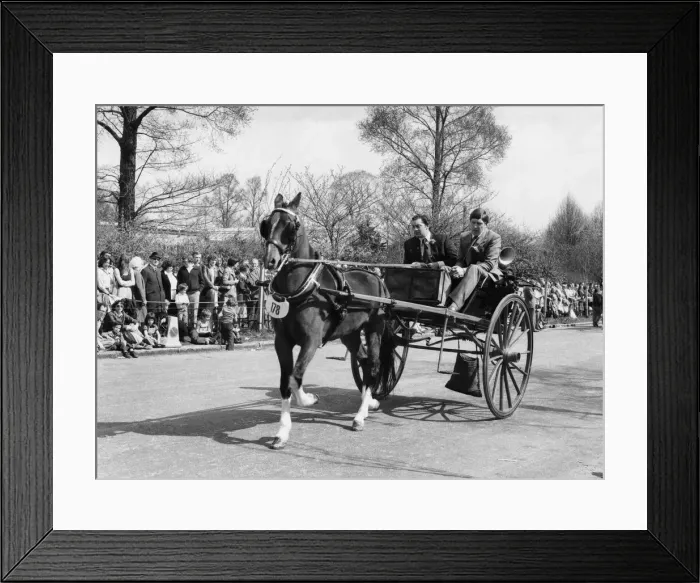 Framed Print : The London Harness Horse Parade in Regents Park Hackney horse Roscourt Jason with a Framed Print : The London Harness Horse Parade in Regents Park Hackney horse Roscourt Jason with a