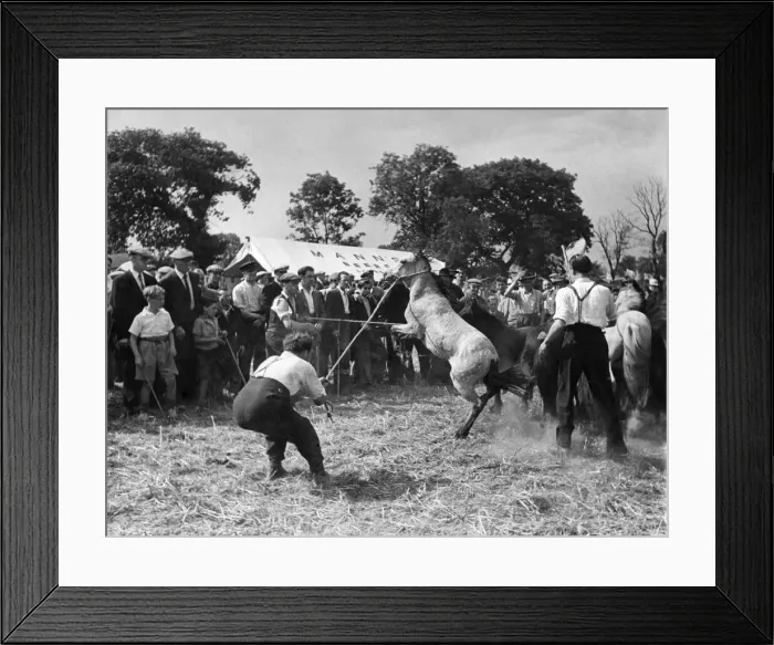 Framed Print : Horse Sale at Barnet Fair: The Bernet Fair Horse Sales many of the horses are unbroken Framed Print : Horse Sale at Barnet Fair: The Bernet Fair Horse Sales many of the horses are unbroken
