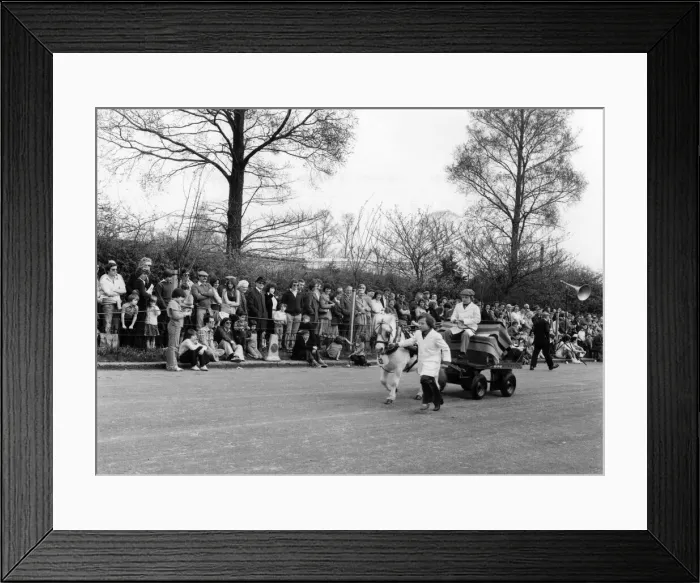 Framed Print : The London Harness Horse Parade in Regents Park. Seen here in Shetland pony Queenie Framed Print : The London Harness Horse Parade in Regents Park. Seen here in Shetland pony Queenie