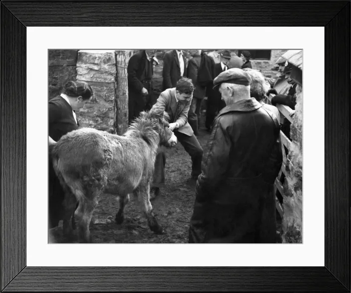 Framed Print : Straight from Exmoor these ponies are as yet wild and untamed Framed Print : Straight from Exmoor these ponies are as yet wild and untamed
