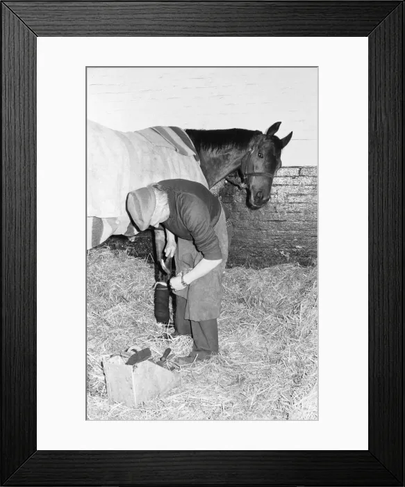 Framed Print : The famous champion racehorse Red Rum, in active retirement at Ginger McCain Framed Print : The famous champion racehorse Red Rum, in active retirement at Ginger McCain