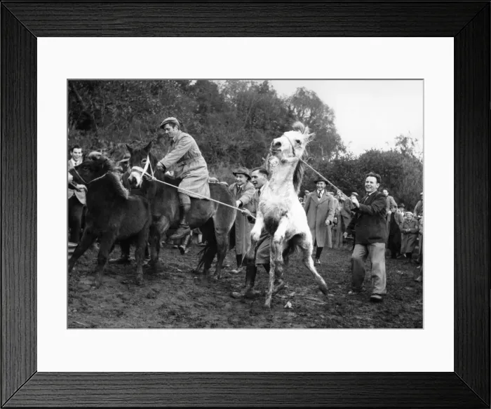 Framed Print : Straight from Exmoor these ponies are as yet wild and untamed Framed Print : Straight from Exmoor these ponies are as yet wild and untamed