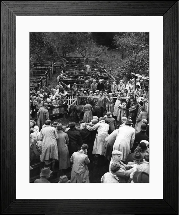 Framed Print : Hundreds of wild ponies driven from Exmoor are sold at Bampton, Devon, Pony Fair Framed Print : Hundreds of wild ponies driven from Exmoor are sold at Bampton, Devon, Pony Fair