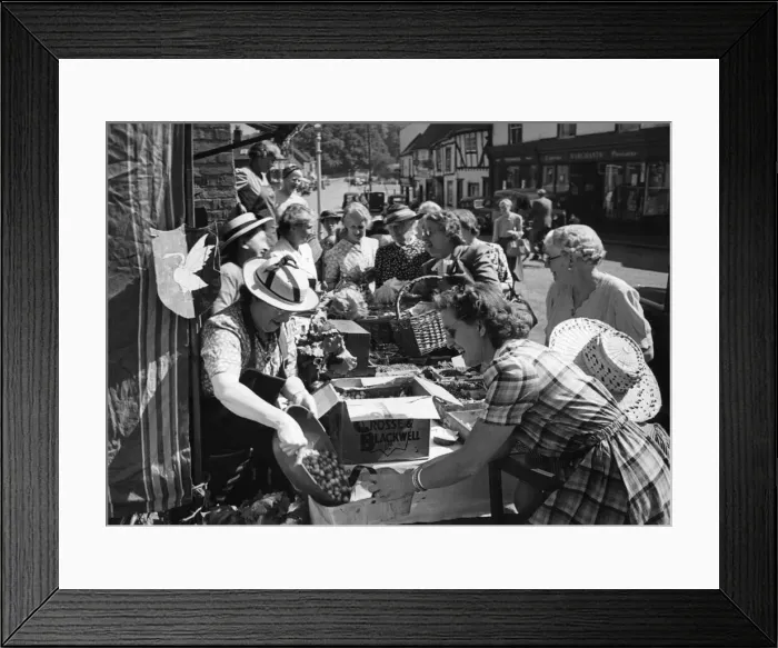 Framed Print : Tired of seeing homegrown fruit and vegetables going to waste Framed Print : Tired of seeing homegrown fruit and vegetables going to waste