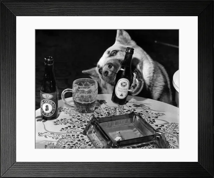 Framed Print : Meet Rex, the most dogged potman a publican could ever wish to have work for him Framed Print : Meet Rex, the most dogged potman a publican could ever wish to have work for him