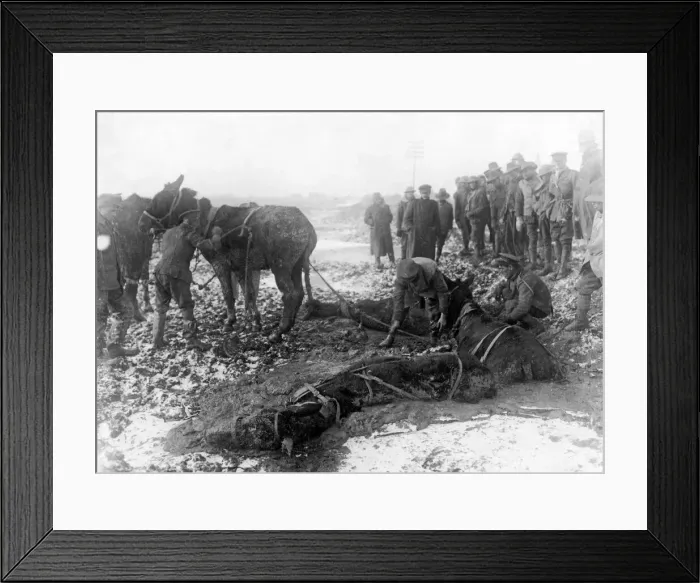 Framed Print : British troops attempt to rescue mules caught and trapped in a sea of mud just behind