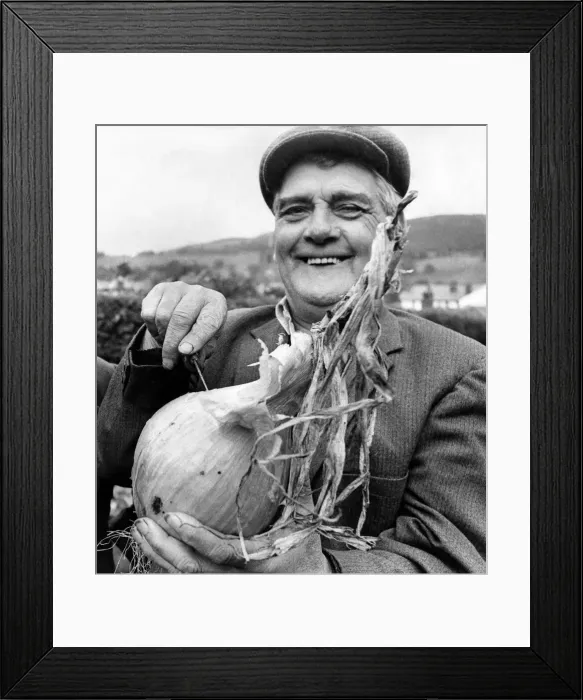 Framed Print : Gardener seen here showing off his prize onion. 11th October 1973 Framed Print : Gardener seen here showing off his prize onion. 11th October 1973