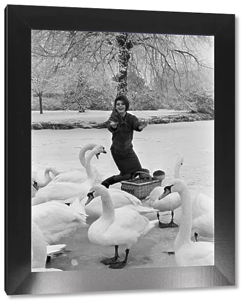 Actress Mandy Miller, former child film star, pictured here feeding swans on the river
