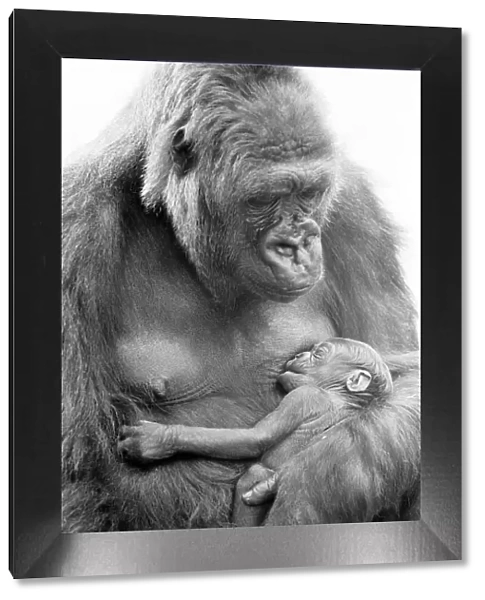 BABY DOLL Gorilla gives birth to baby KIBABU, at Howley Park Zoo, pictured 31st May 1977