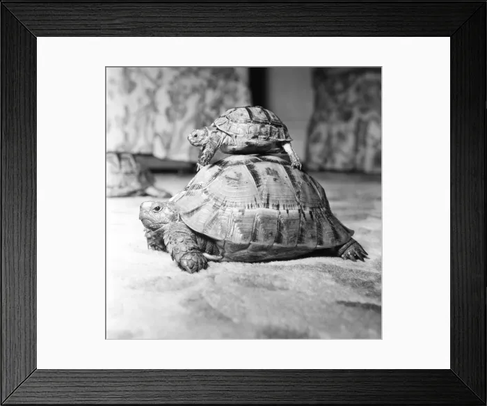 Framed Print : Tortoises, 16th September 1960 Framed Print : Tortoises, 16th September 1960