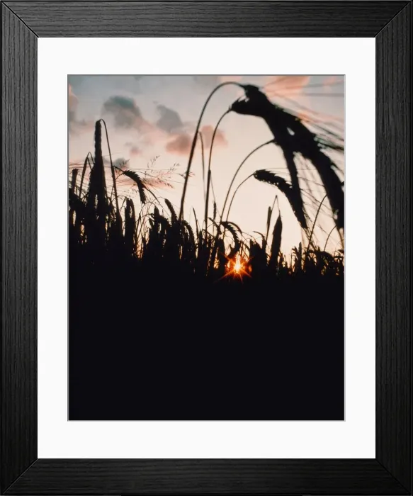 Framed Print : Whisky Distilling at Knockando, Scotland. Barley ready for harvesting to begin Framed Print : Whisky Distilling at Knockando, Scotland. Barley ready for harvesting to begin